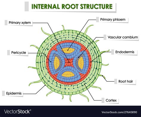 root system diagram