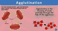 Image result for Agglutination. Size: 197 x 106. Source: www.biologyonline.com