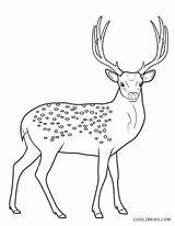 Deer Hirsch Cool2bkids Realistische sketch template