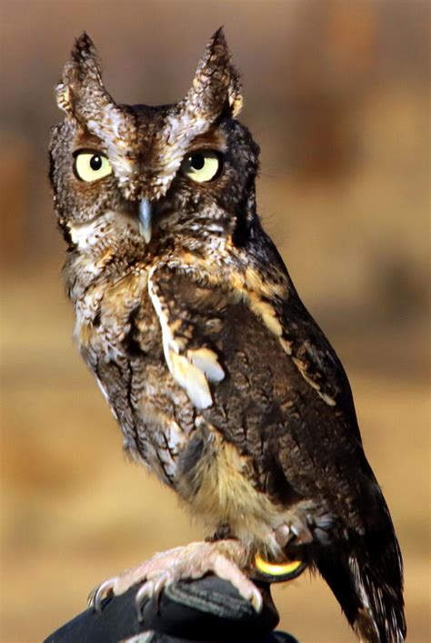 Hoot Owl Photograph By Tanya Porter Fine Art America