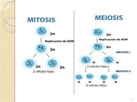 Reproduccion Celular Mitosis Y Meiosis