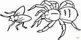 Spinne Insectos Ausmalbild Spiders Fliege Jagt Anansi Aranhas Coloringhome Ragno Kategorien sketch template