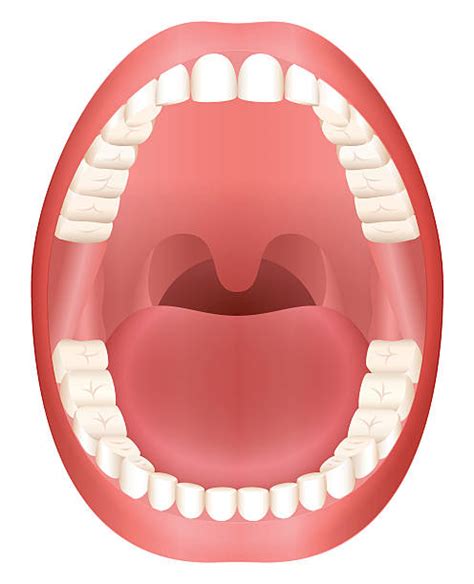 Best Human Mouth Illustrations Royalty Free Vector