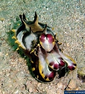 Afbeeldingsresultaten voor "apistobranchus Tullbergi". Grootte: 167 x 185. Bron: www.poppe-images.com