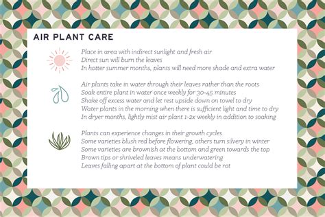 air plant care instructions printable printable templates