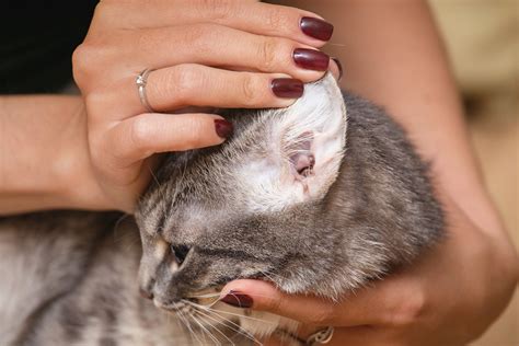 cat ear care tips  healthy ears pet drugs
