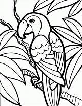 Papagaio sketch template