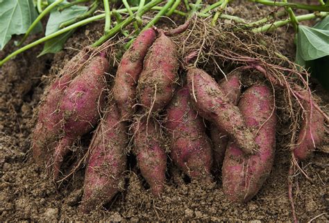 grow  care  sweet potatoes