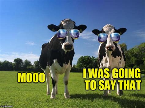 Cool Cows Imgflip