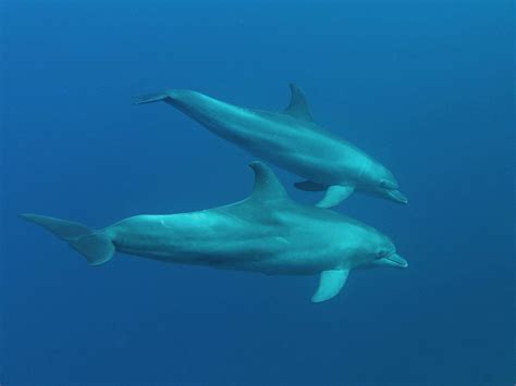 delfine foto bild unterwasser natur kreativ aufnahmetechniken