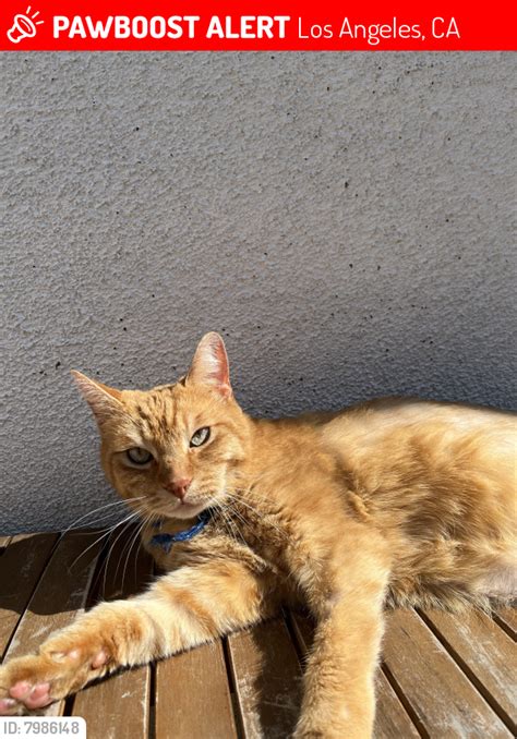Lost Male Cat In Los Angeles Ca 90031 Named Milo Id 7986148 Pawboost