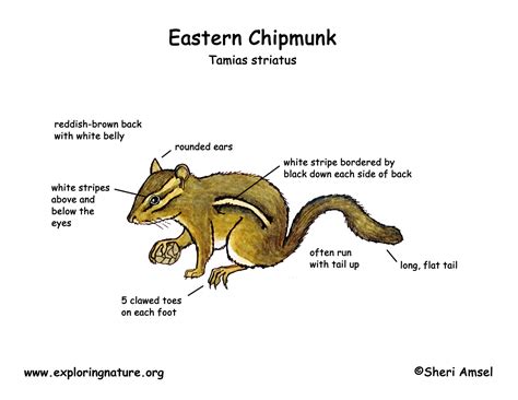 chipmunk burrow diagram wiring diagram pictures