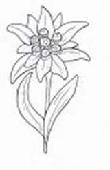 Flowers Coloring Pages Edelweiss sketch template
