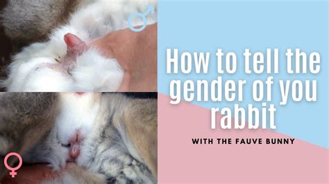 how to tell the gender of your rabbit youtube