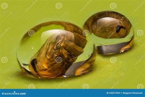 pupa stage stock image image  insect leave drop