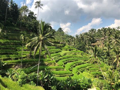 picture perfect tegallalang rice terrace  bali rice terraces bali picture