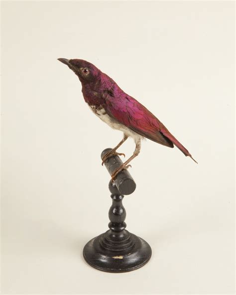 taxidermy african starling