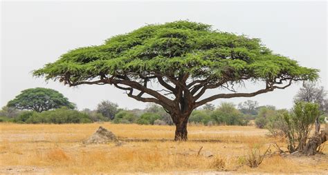 didnt   african acacia trees afktravel