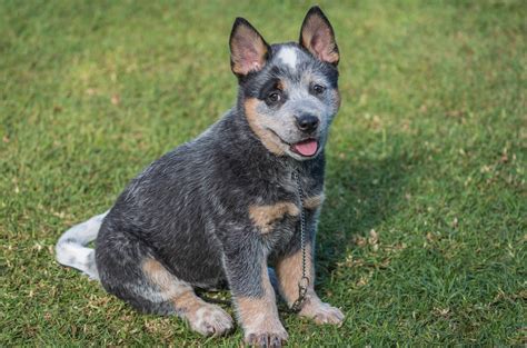austrailian blue heeler dog breed information images characteristics health