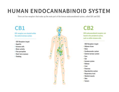 Endocannabinoid System Cb1 And Cb2 Receptors Dr Green Relief Blog