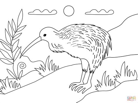 kiwi bird coloring page  printable coloring pages
