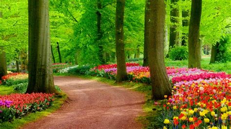 sand road  beautiful garden  green trees  colorful flowers hd