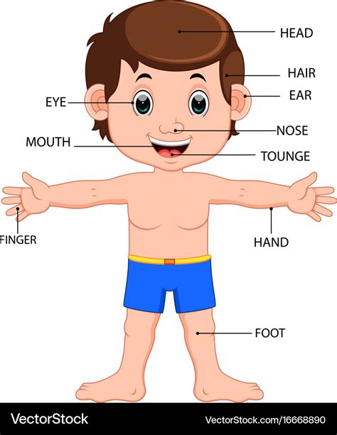 body parts chart cartoon images   finder