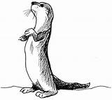 Loutre sketch template