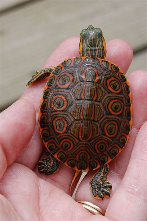 beautiful turtle ive   rpics