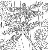Dragonfly Dragonflies Colouring Insect Zentangles sketch template