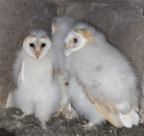 nest boxes making  real difference  barn owls tees valley