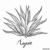 Agave Cactus Maguey Tequila Background Ingredient Agaves Dibujado Ilustración Disegnata Shutterstock Emblema Lettere Etichetta Icona Belle sketch template