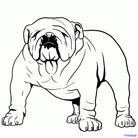 draw  bulldog english bulldog step  cute bulldog puppies