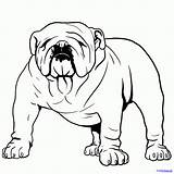 Bulldog English Drawing Draw Bull Bulldogs Dog Cute Face Line Step Coloring Pages Puppy Colouring Easy Dragoart Picasso Drawings Animals sketch template