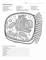 Studylib Endoplasmic Reticulum sketch template