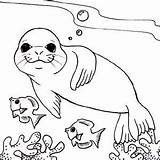 Colorat Pesti Foca Plansa Monk Planse Seals Animale Ausmalen Clopotel Pestii sketch template