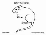 Gerbil Coloring Downloading Printing Pdf Sponsors Wonderful Support Please sketch template
