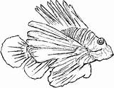 Lionfish Coloring Getdrawings Getcolorings Printable sketch template