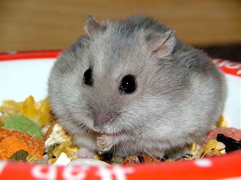 syrian hamster diet consultnews