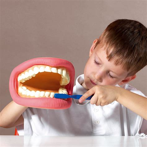 buy giant teeth dental demonstration model primary ict shop  primary schools early years