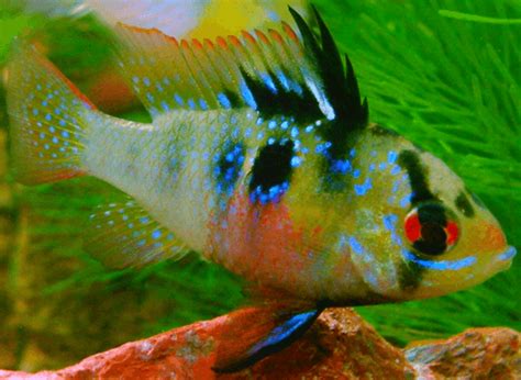 German Blue Ram Complete Guide For Caring And Breeding