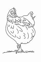 Coloring Hen Standing sketch template