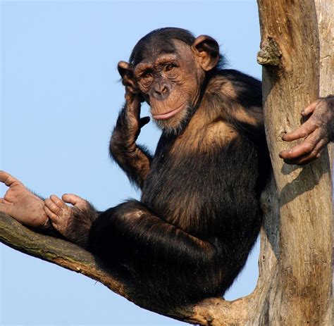biologie schimpansen erweisen sich als gewiefte botaniker welt