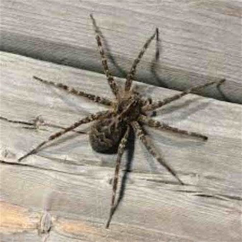 gcfrt  p insects dock spider unknown cache  ontario canada