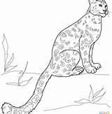 Leopard Coloring Amur Pages Getcolorings Excellent Baby sketch template