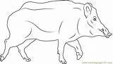 Coloring Sus Scrofa Coloringpages101 Boar Pages sketch template