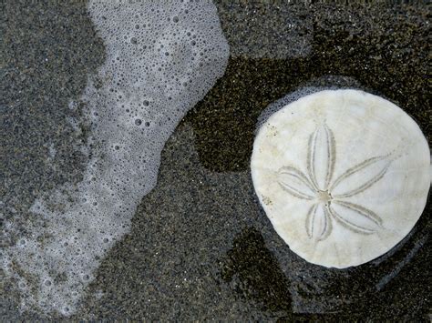 sand dollar  stock photo public domain pictures