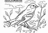 Goldfinch American Drawing Coloring Print Pages Top Getdrawings sketch template