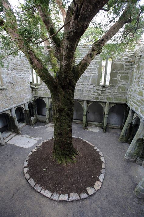 muckross abbey killarney