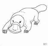 Platypus Ornitorrinco Pintar Ornitorinco Dziobak Kolorowanki Animais Coloringbay Kolorowanka Druku sketch template